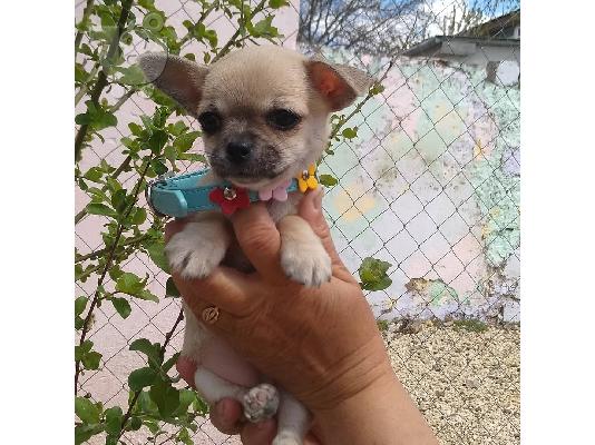 κουτάβια chihuahua